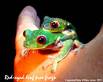 Hand Frogs
